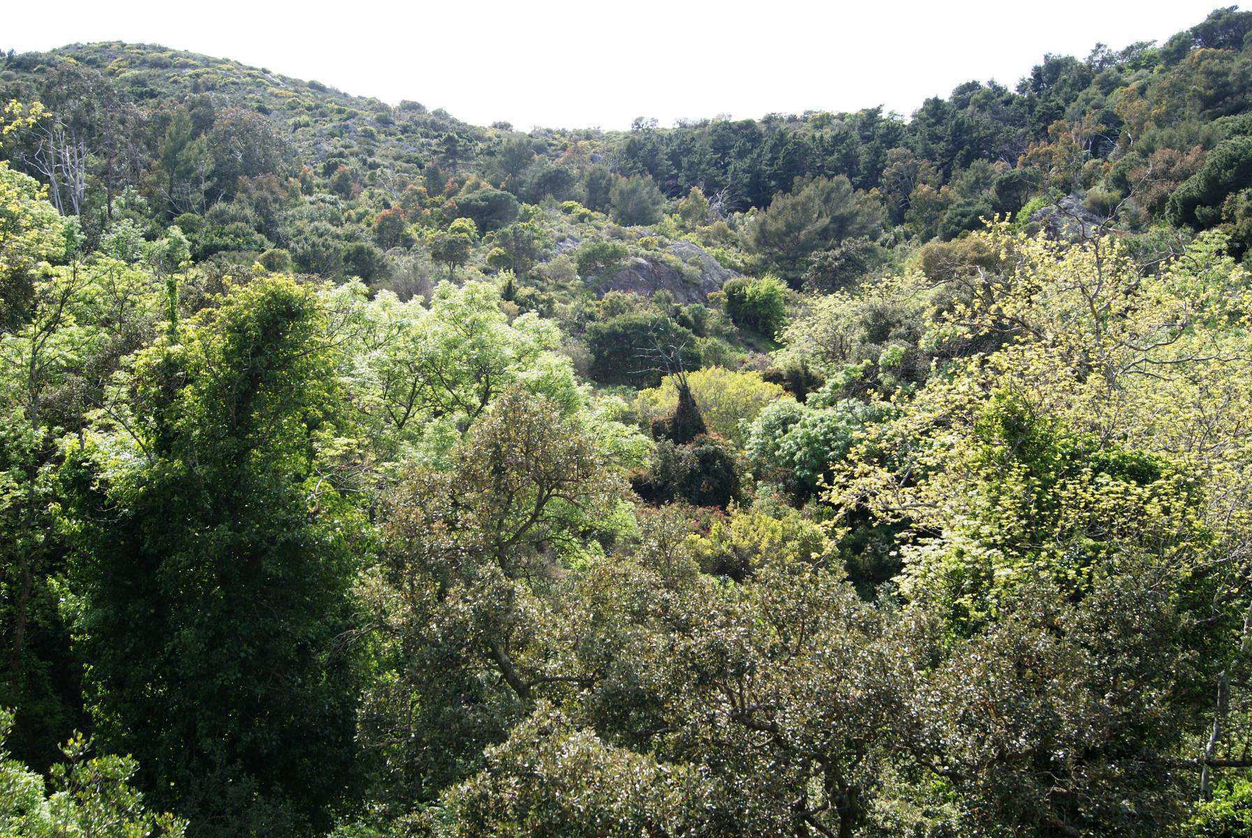 Forêt de Belle Pierre, La Seyne-sur-Mer 