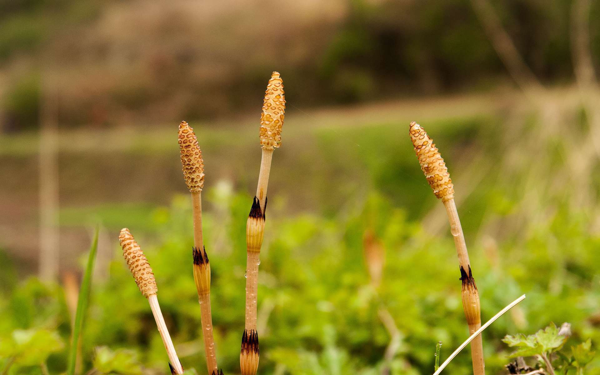 Prêle des champs - tiges fertiles et épis sporangifères (Crédits : Flickr)