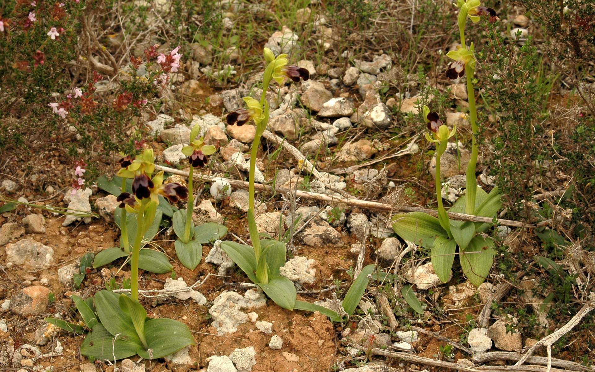 Ophrys brun - vue d'ensemble (Crédits : Alberto Garcia)