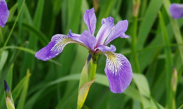 iris versicolore iris versicolor crédit: CTSPM