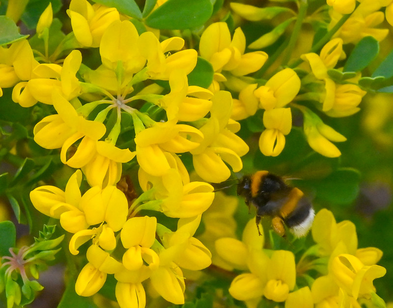 Coronille glauque - Coronilla glauca