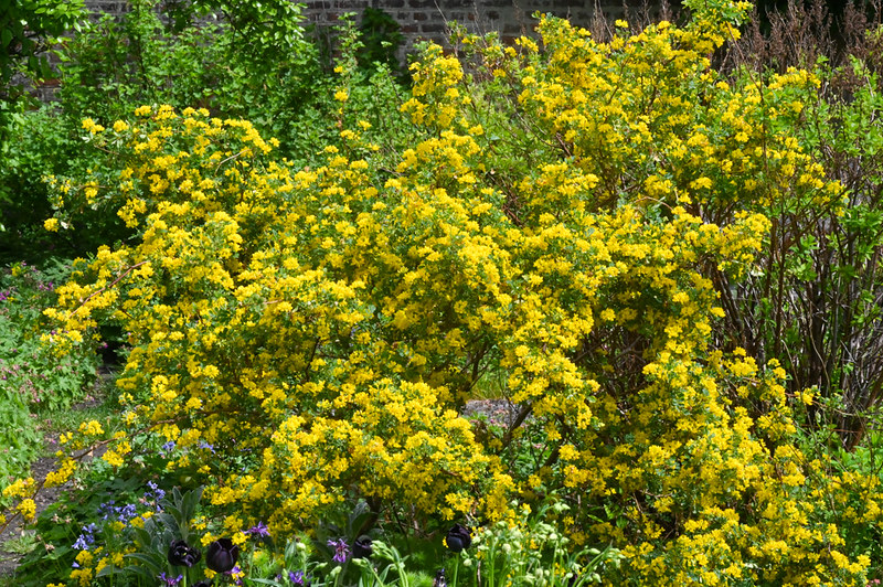 Coronille glauque - Coronilla glauca