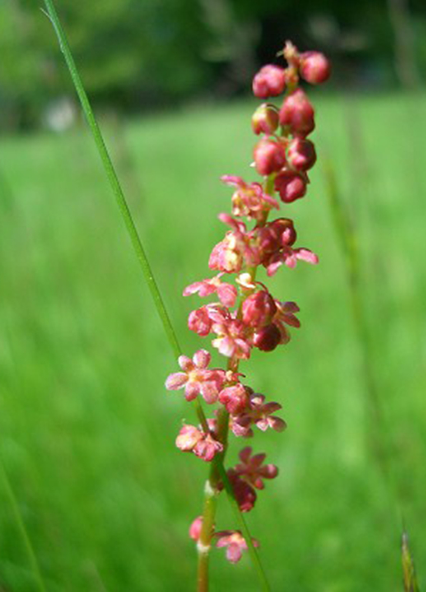 Petite oseille (Crédits : CTSPM)