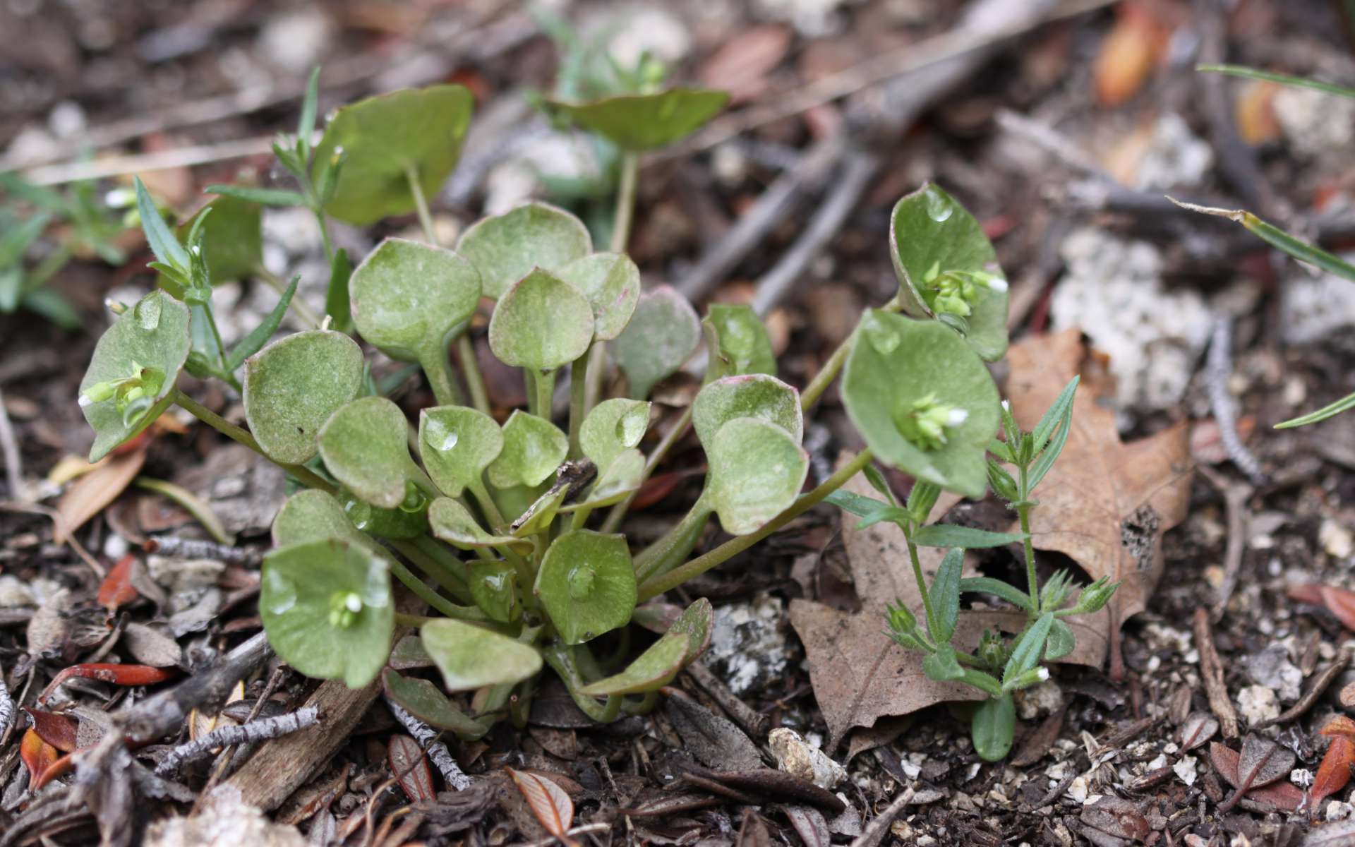 Claytonie perfoliée (Crédits : Andrey Zharkikh)