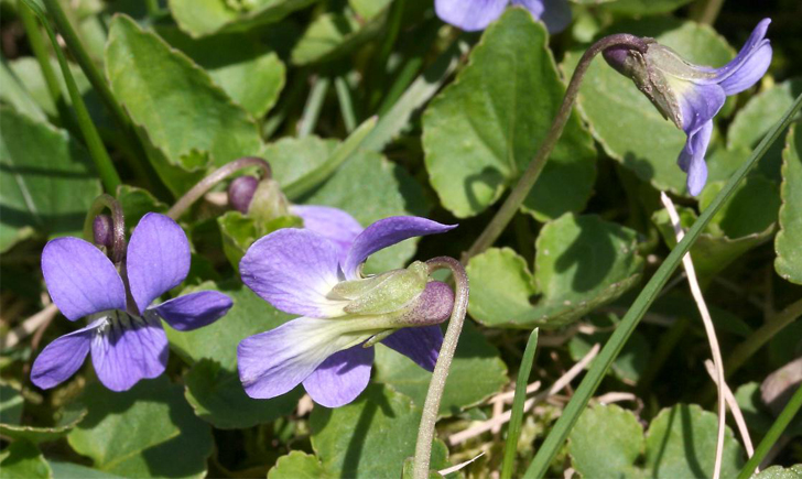 Violette cucullée (Crédits : CTSPM) Violette cucullée (Crédits : CTSPM)