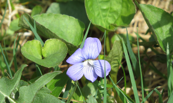Violette cucullée (Crédits : CTSPM) Violette cucullée (Crédits : CTSPM)