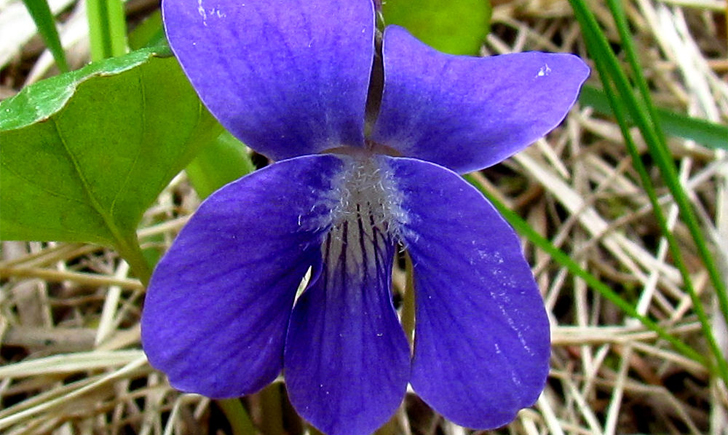 Violette cucullée_MNESPM Violette cucullée_MNESPM