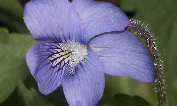 Violette cucullée (Crédits : CTSPM) Violette cucullée (Crédits : CTSPM)