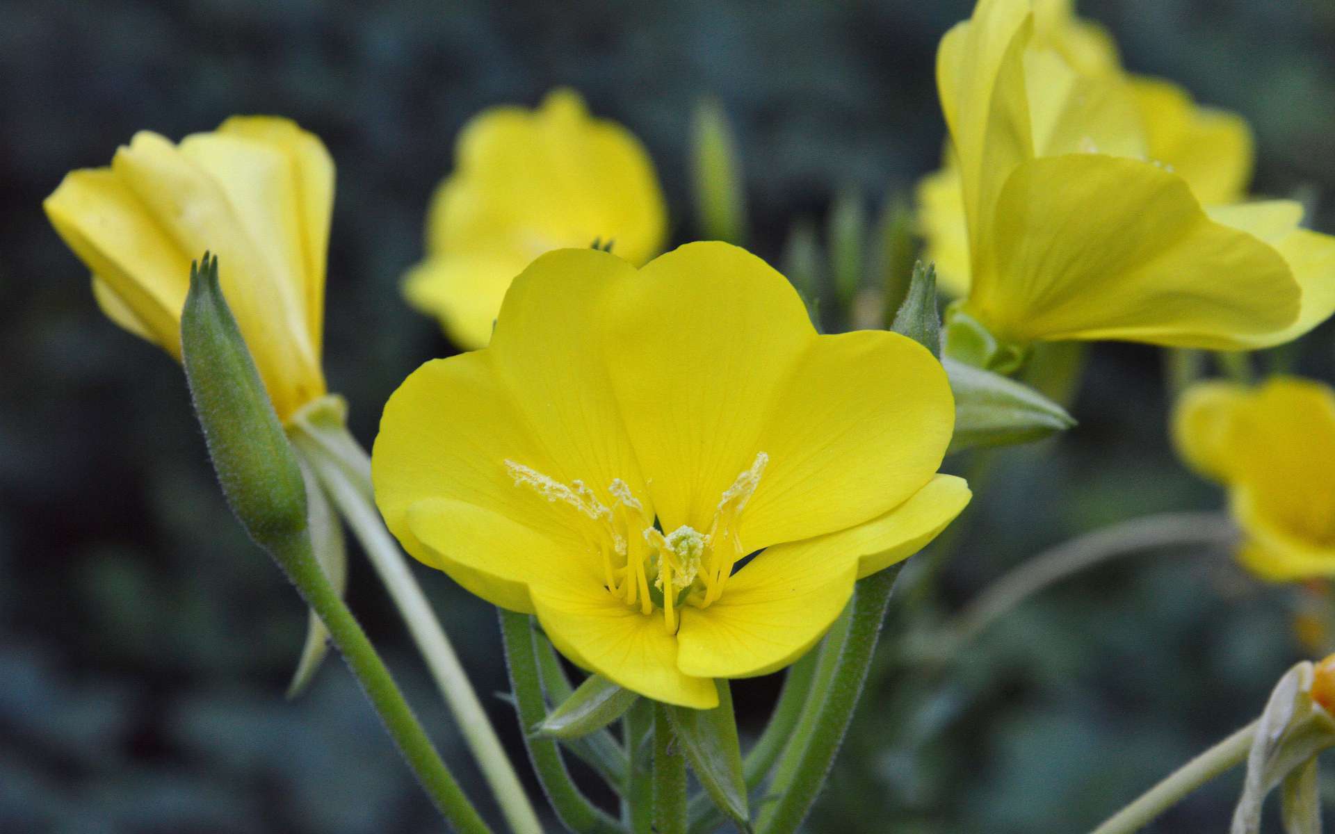 Onagre bisannuelle - fleur (Crédits : Irene Grassi)