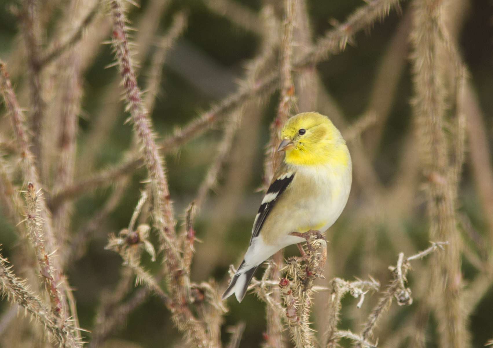 Chardonneret jaune, plumage d'automne. Crédits : Frédéric Allen-Mahé