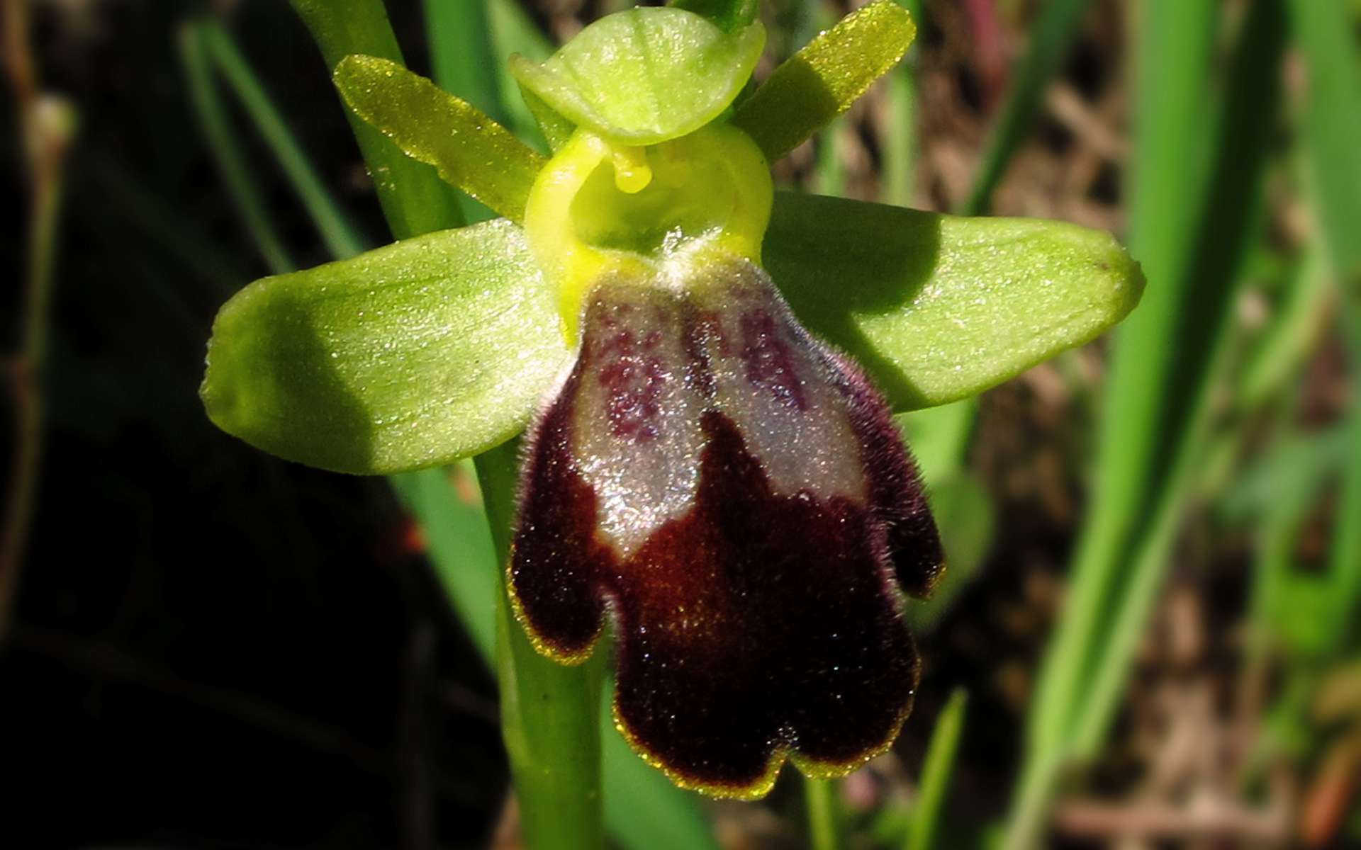 Ophrys brun - fleur (Crédits : Jacinta Lluch Valero)