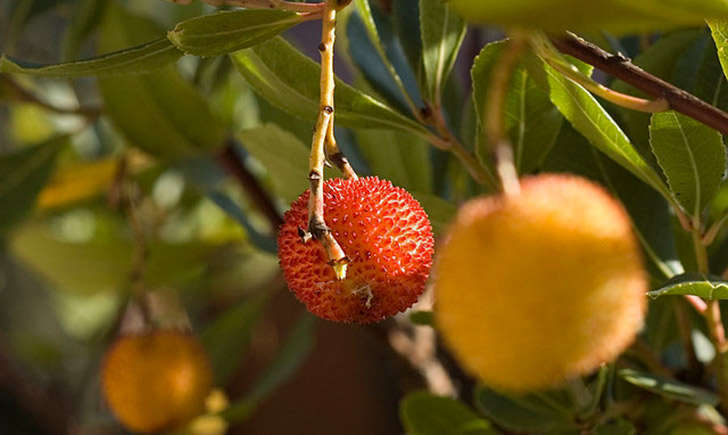 Fruit de l'arbousier (Crédits : lvf8 - Flickr)