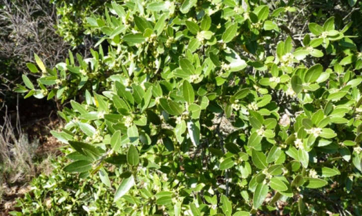Filaria à larges feuilles (crédit: Mathieu.Menand - Tela Botanica)