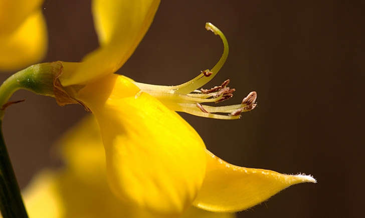 Spartier à tiges de jonc - fleur (Crédits : Jame LAGARRIGUE- Tela Botanica)