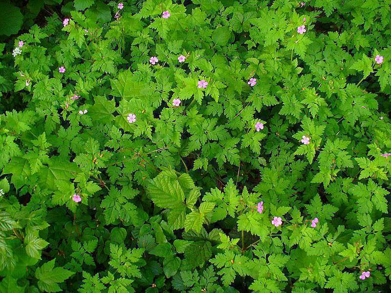 Géranium herbe à robert