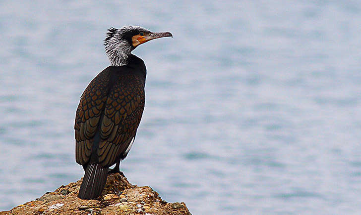 Grand cormoran adulte (crédit: benjamine92 - Flickr)