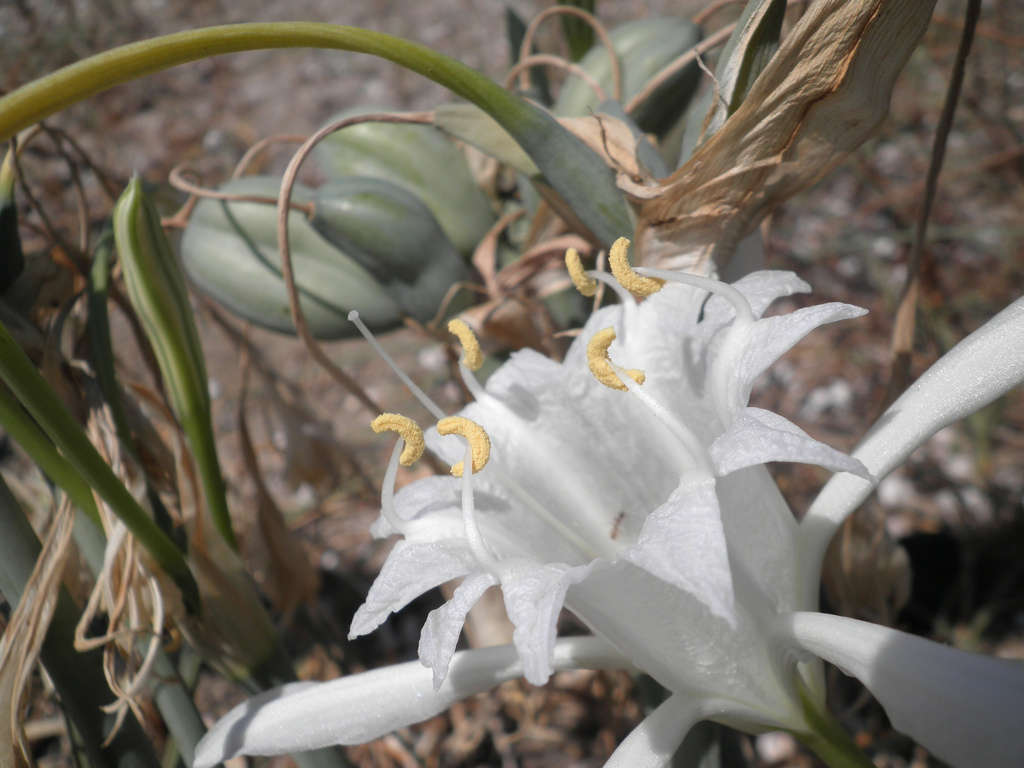 au premier plan une fleur de Lis maritime et derrière, ses fruits Lis Maritime