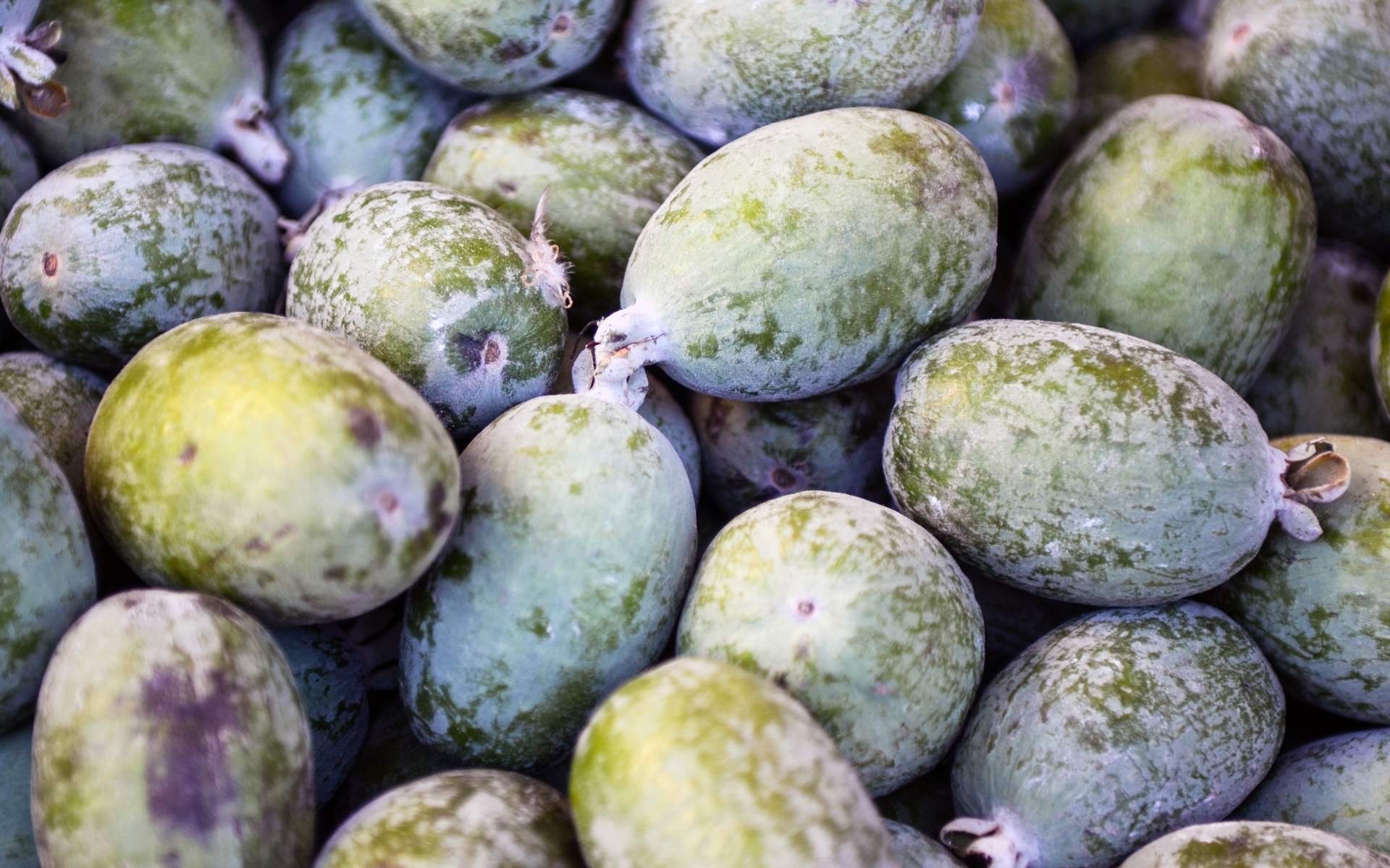 Fruits du goyavier de Montevideo. Crédits : Franco Folini - Flickr