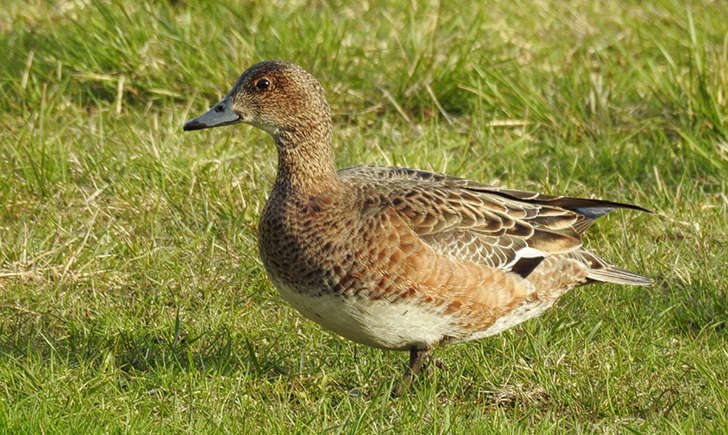Canard siffleur femelle (Crédits: Asa Berndtsson - flickr) Canard siffleur femelle (Crédits: Asa Berndtsson - flickr)