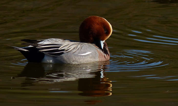 Canard siffleur mâle (Crédits: harum.koh - flickr)