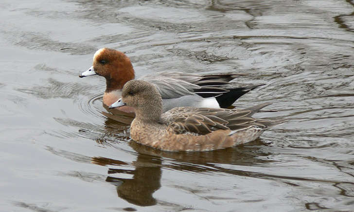 Couple de canard siffleur (Crédits: kuribo - flickr)