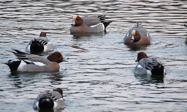 Réunion de Canards siffleur (Crédits: harum.koh - flickr)