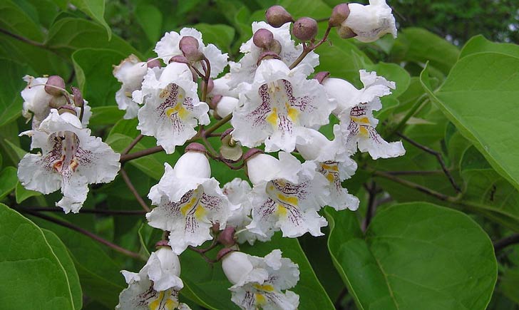 Catalpa commun, fleurs (Crédits : wikimedia)