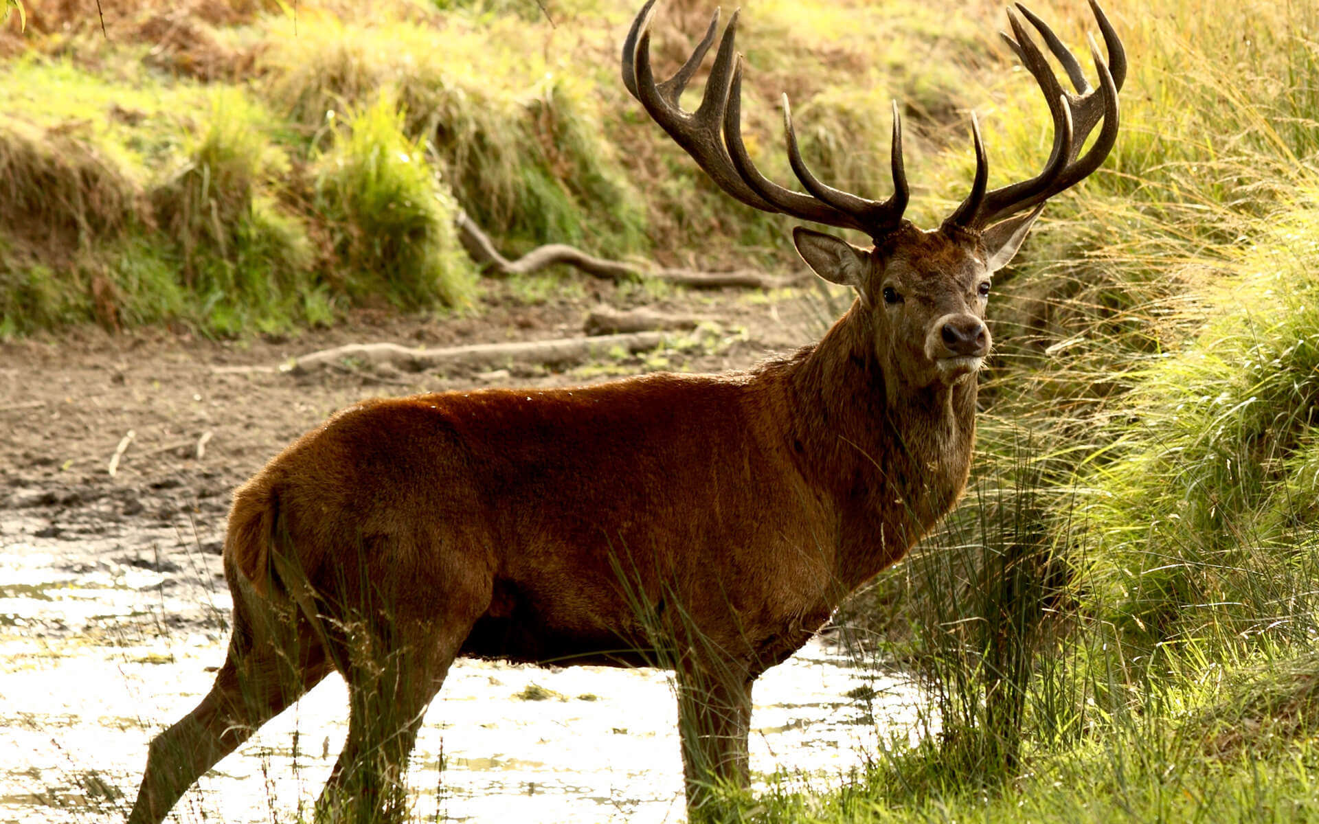 Cerf laphe Balade Randonn e Pr s De Chez Vous Cerf laphe Balade Randonn e Pr s De Chez Vous