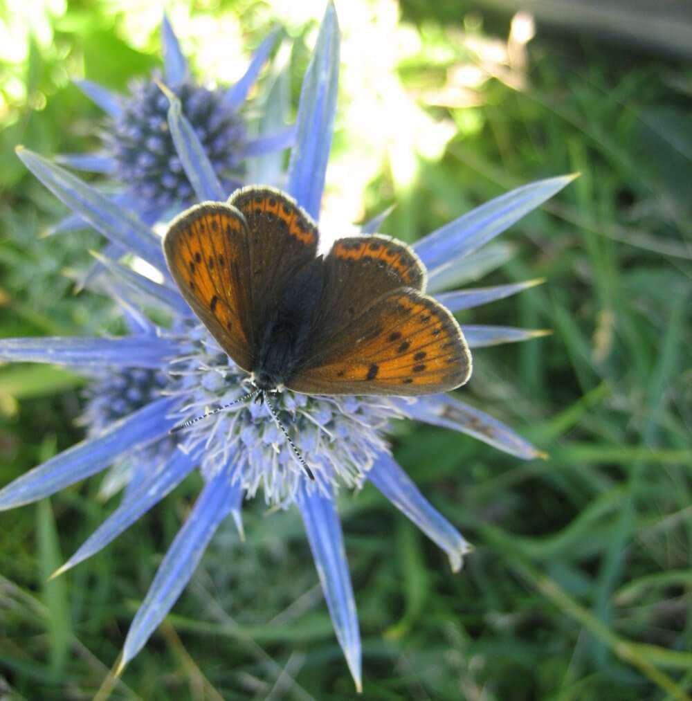 papillon cuivré sur chardon bleu des Pyrénées (crédits: evelyne Liauzun)