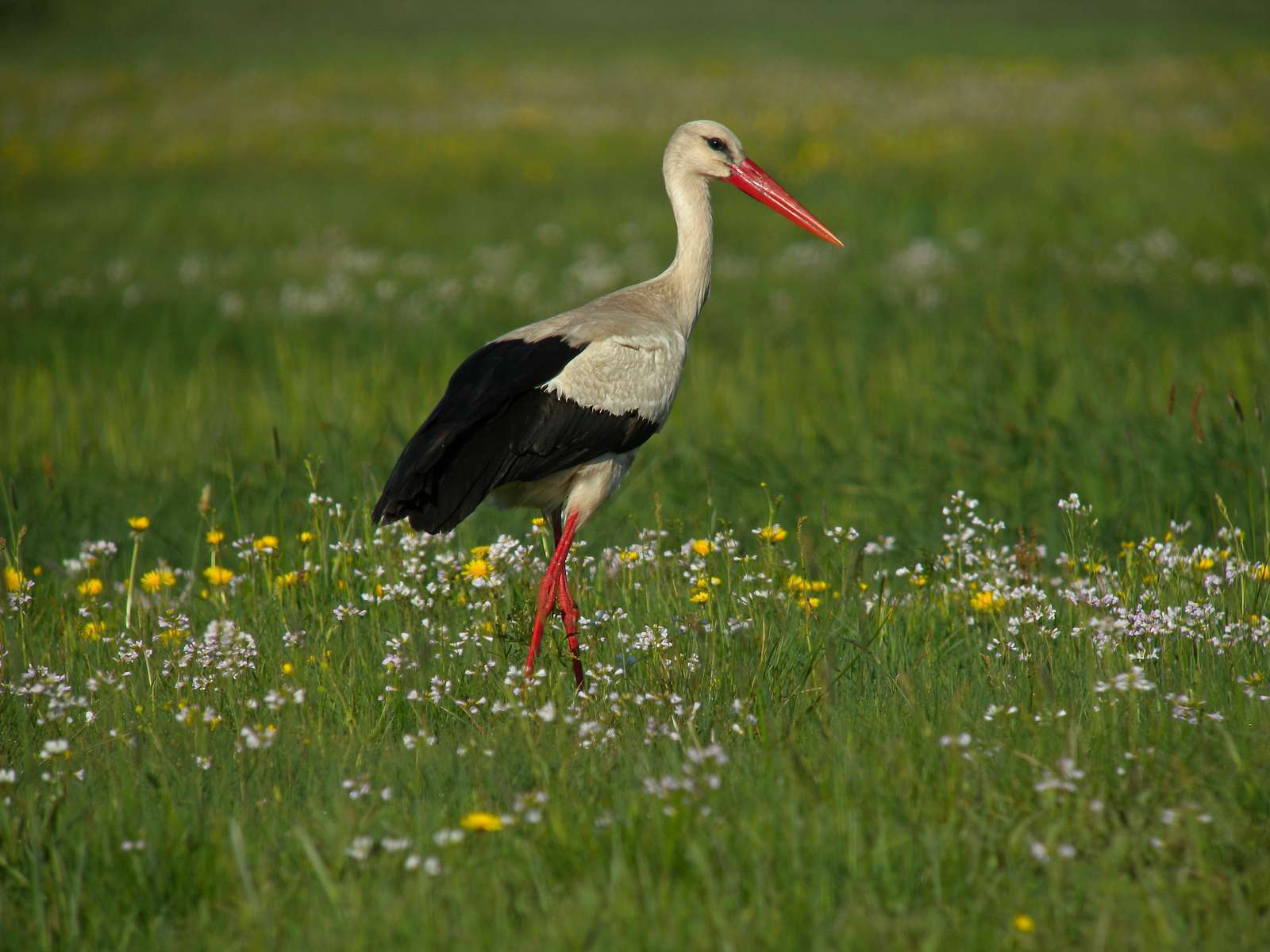 Cigogne blanche (Ciconia ciconia) dans un champ Cigogne blanche (Ciconia ciconia) dans un champ