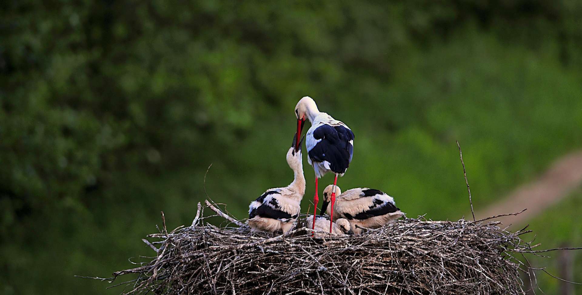 Cigogne blanche (Ciconia ciconia) adulte en train de nourrir ses petits, dans son nid Cigogne blanche (Ciconia ciconia) adulte en train de nourrir ses petits, dans son nid