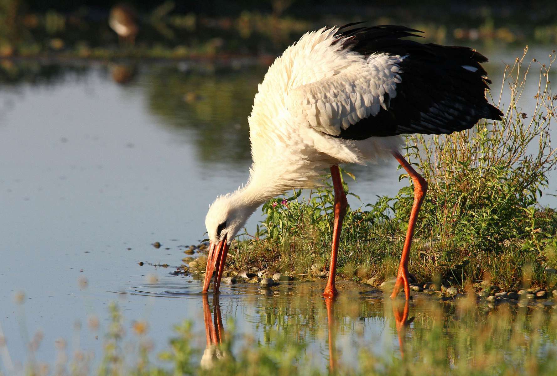 Cigogne blanche (Ciconia ciconia) au bord de l'eau Cigogne blanche (Ciconia ciconia) au bord de l'eau