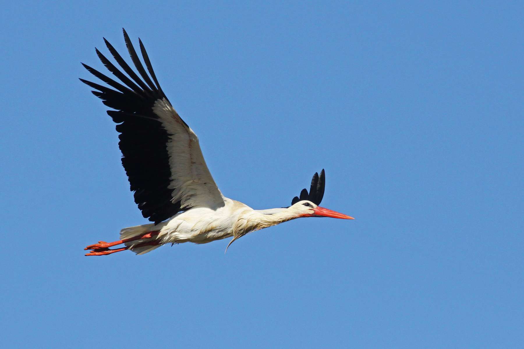 Cigogne blanche (Ciconia ciconia) en vol