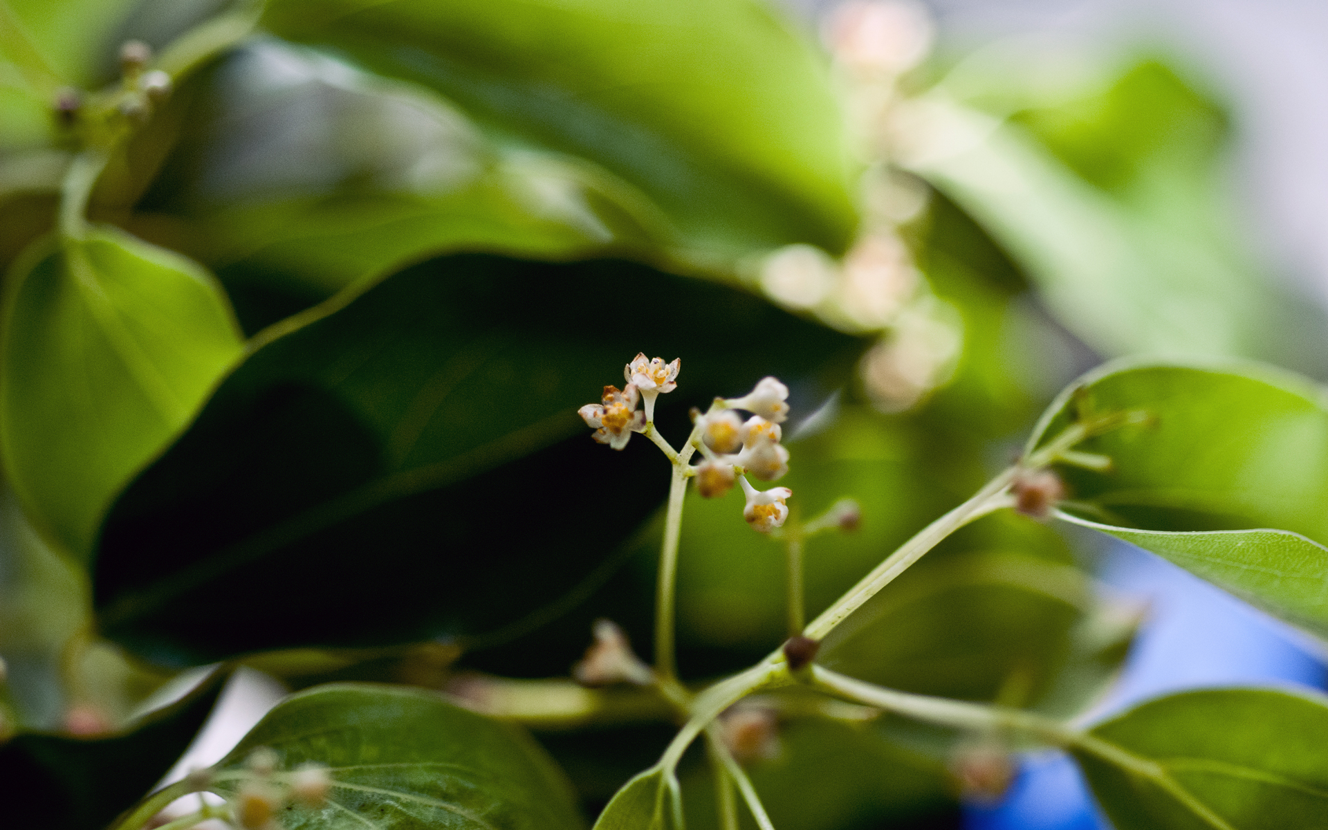 Camphrier, fleurs. Crédit : Shih-Shiuan Kao - Flickr Camphrier, fleurs. Crédit : Shih-Shiuan Kao - Flickr