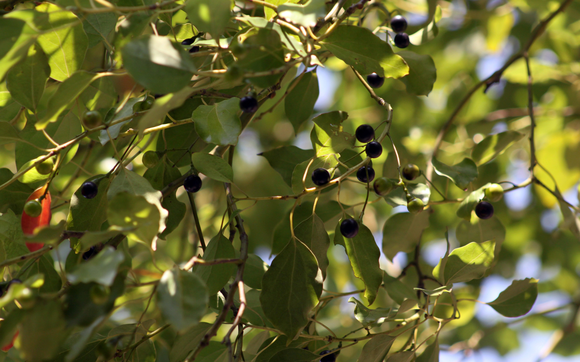 Camphrier, fruit. Crédit : sclereid0309 - Flickr Camphrier, fruit. Crédit : sclereid0309 - Flickr