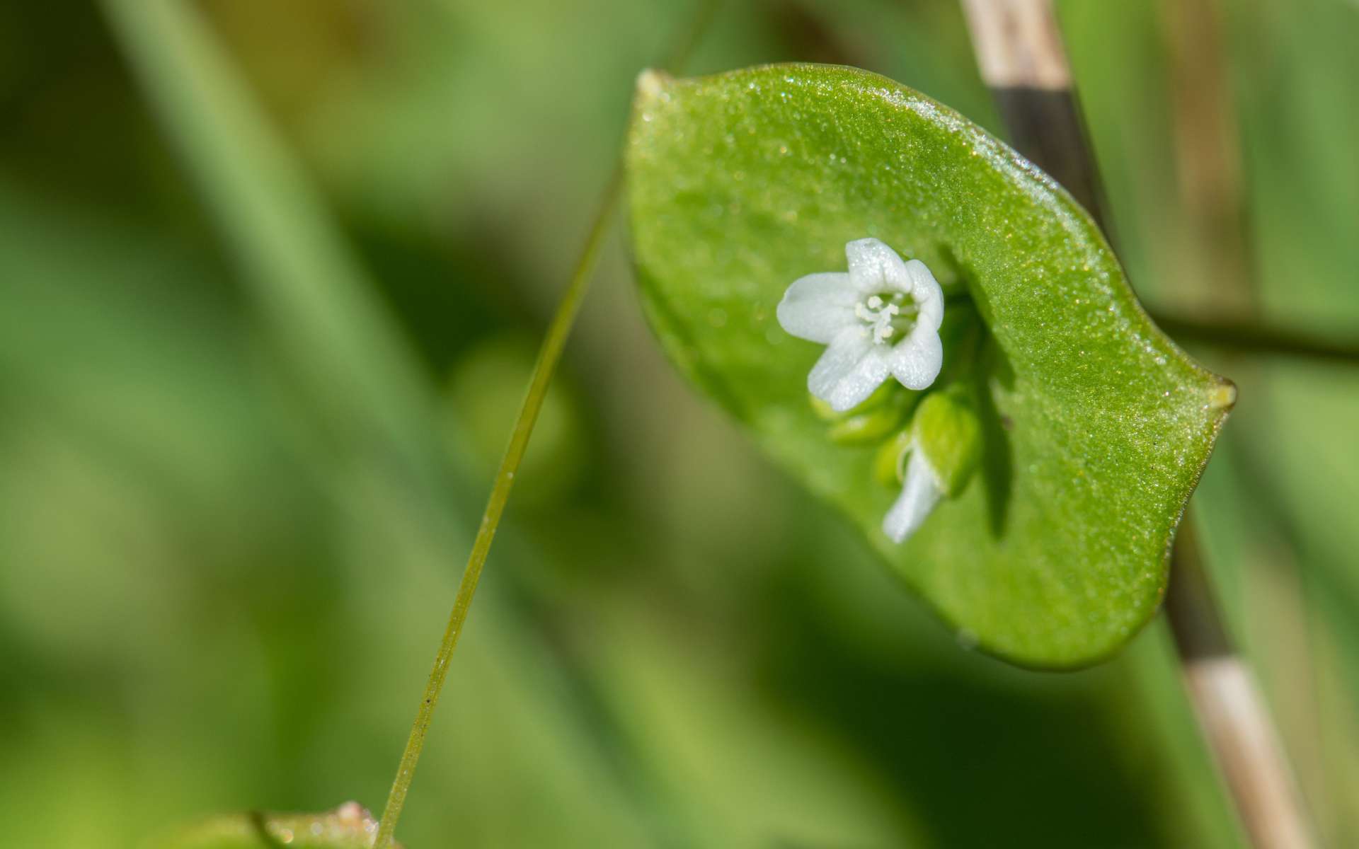 Claytonie perfoliée - fleurs (Crédits : Jérôme Boisard)