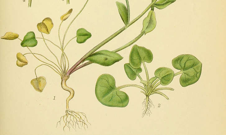 Cochléaire officinale (Crédits: Biodiversity Heritage Library - flickr)