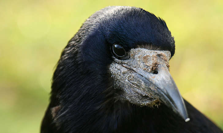 Corbeau freux (Crédits: Danny Chapman - flickr)