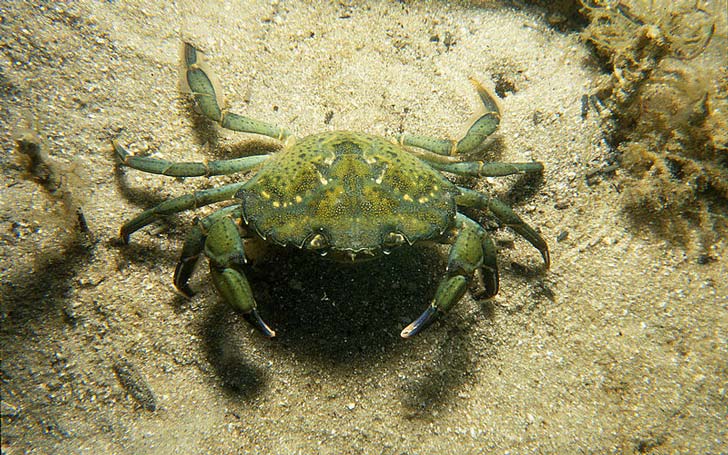 Crabe-vert--credit-www.scienceimage.csiro.au