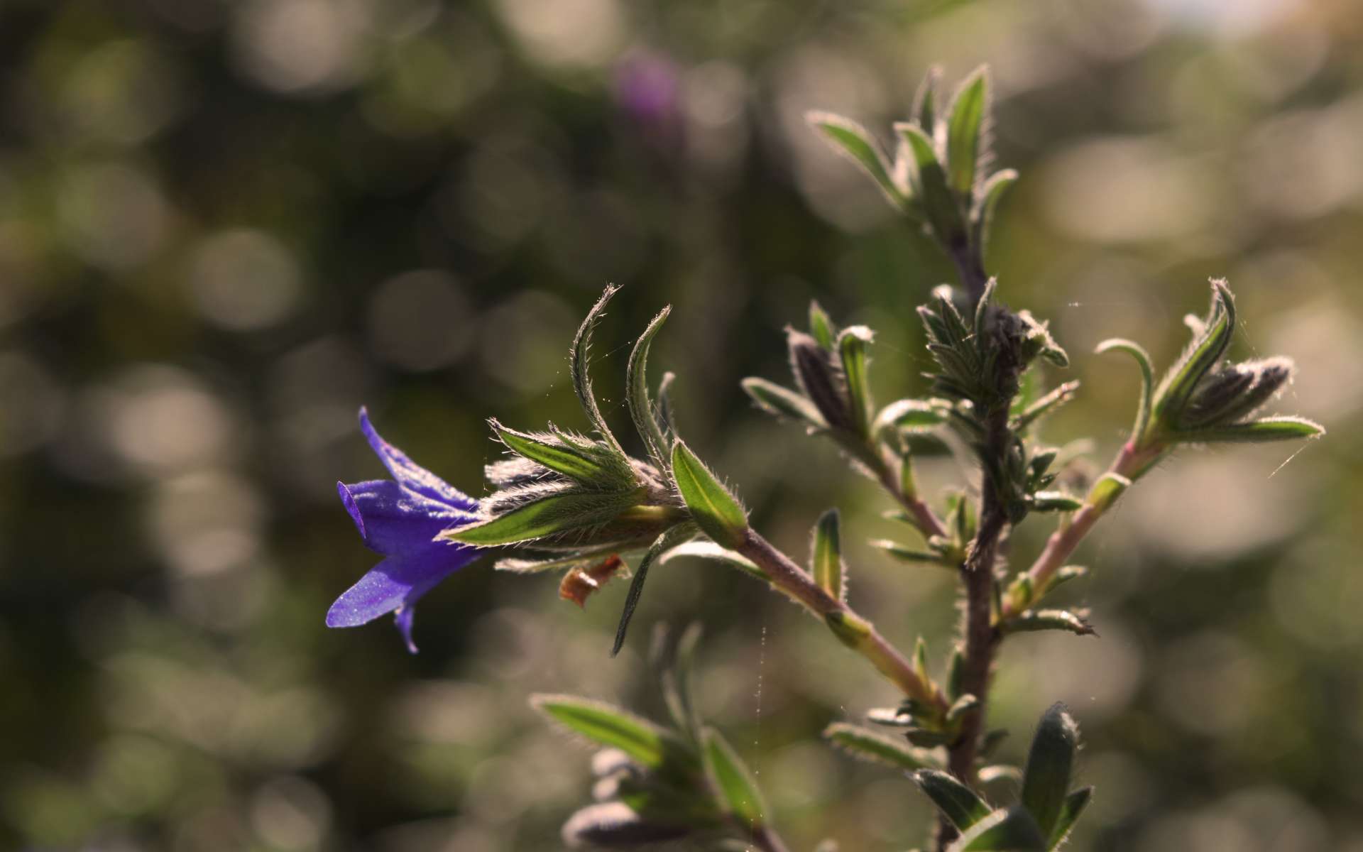 Grémil ligneux - fleurs (Crédits : Sabine Meneut)