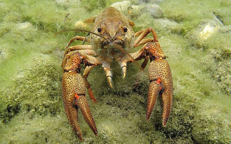 Écrevisse à pattes rouges Balade Randonnée près de chez vous