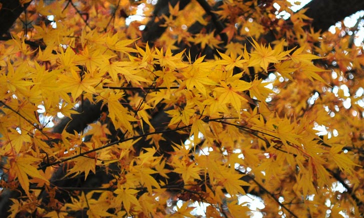 Erable japonais, feuilles d'automne, Credits : Frédérique Voisin-Demery