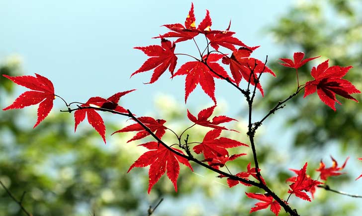 Erable japonais, feuilles d'automne, Credits : Guy Renard