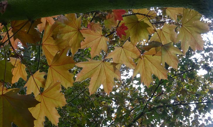 Erable plane, feuilles (Crédits : Olive Titus)