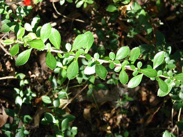 Escallonia Rubra (crédits Forest and Kim Starr)