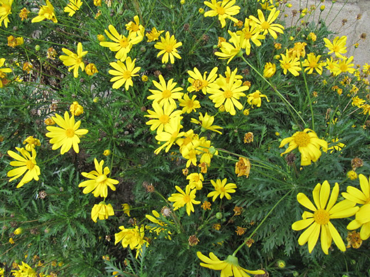 Euryops à fleurs de chrysanthème (crédits Leonora Ellie Enking)