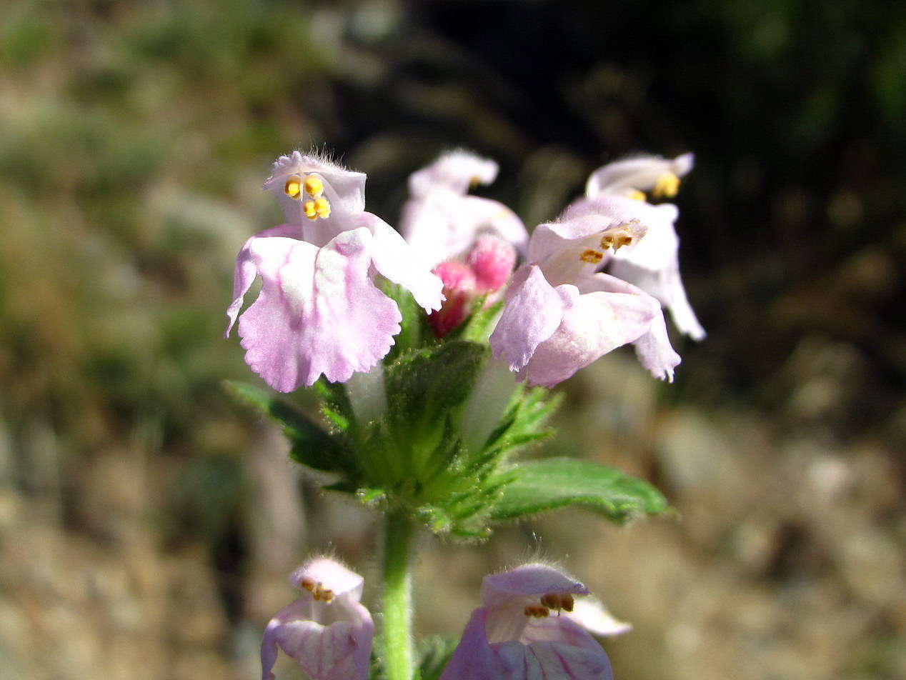 Galeopsis intermédiaire © Flickr, Joan Simon Galeopsis intermédiaire © Flickr, Joan Simon