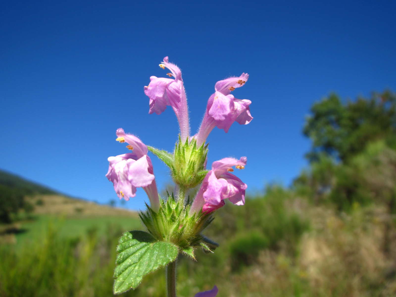 Galeopsis intermédiaire © Flickr, Joan Simon Galeopsis intermédiaire © Flickr, Joan Simon