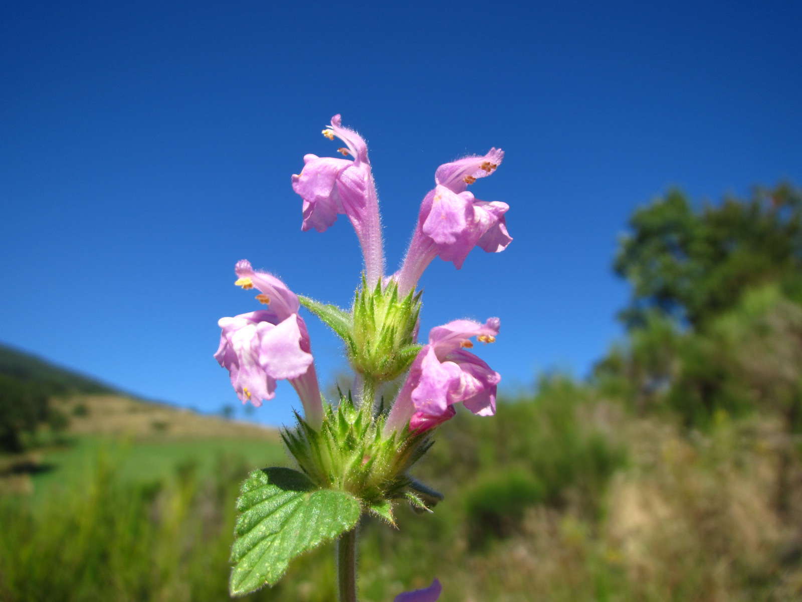 Galeopsis intermédiaire © Flickr, Joan Simon