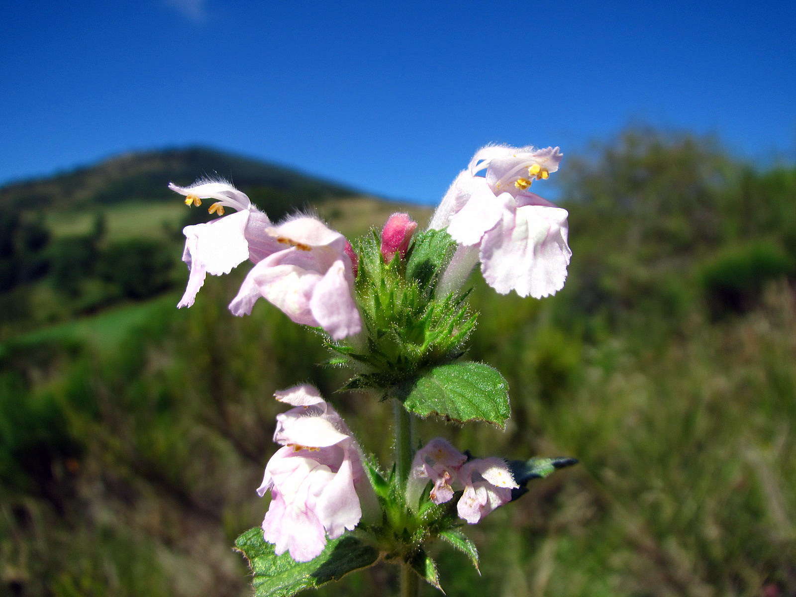 Galeopsis intermédiaire © Flickr, Joan Simon Galeopsis intermédiaire © Flickr, Joan Simon